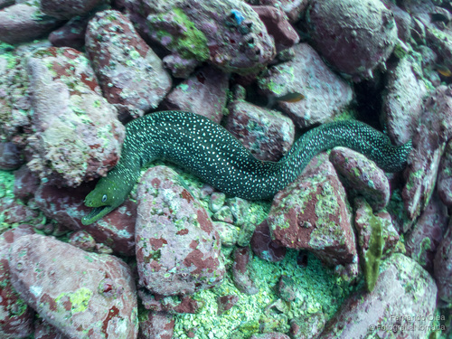 Fine-spotted moray eel