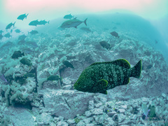 Dermatolepis dermatolepis