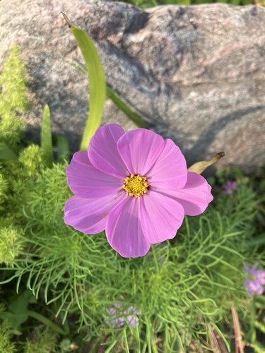 Foto de Margarida-dos-jardins