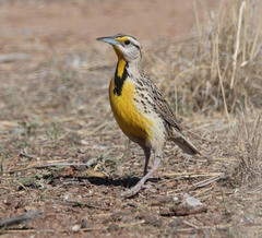 Sturnella magna lilianae