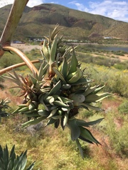 Agave murpheyi