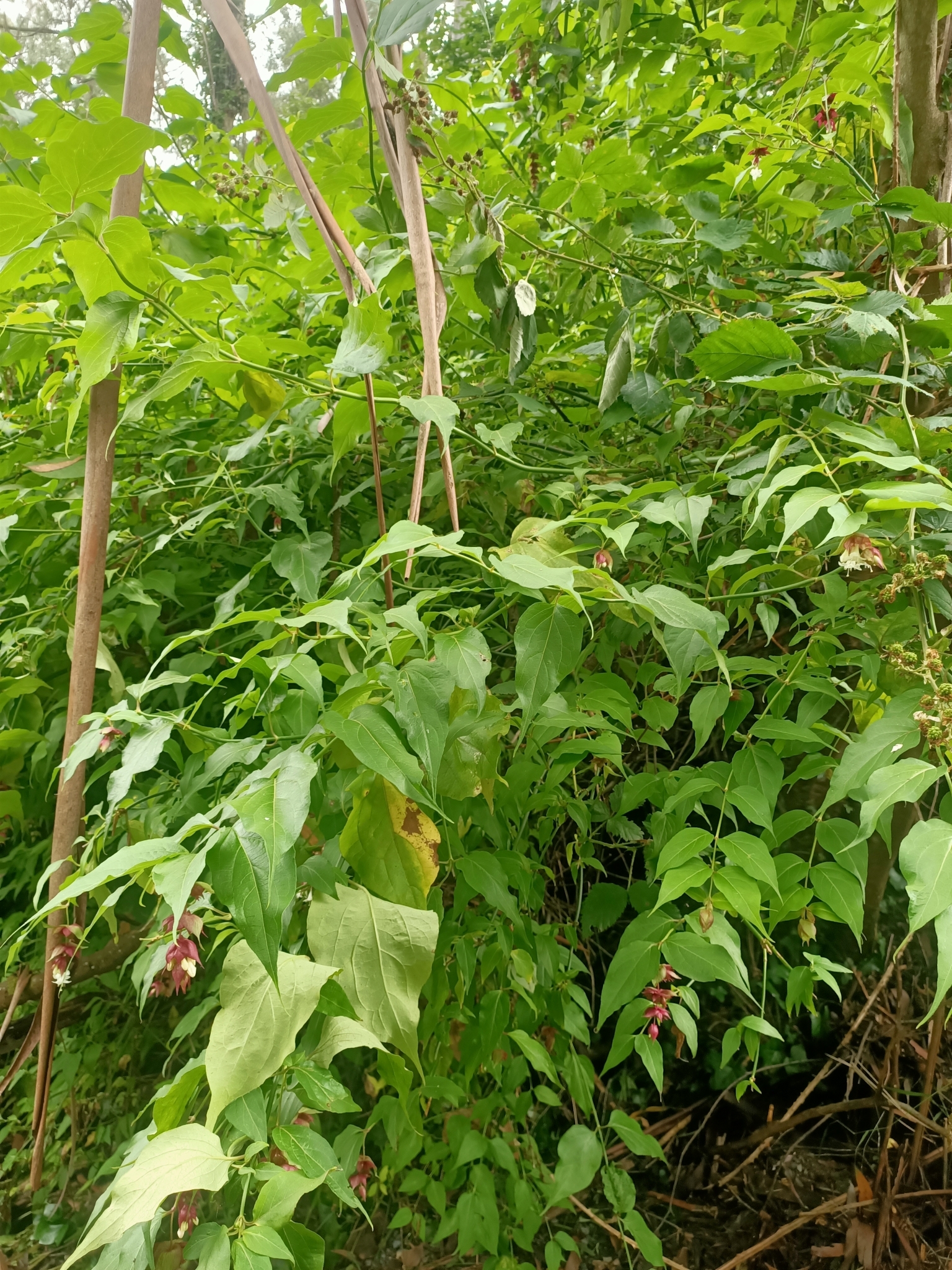 Imagem de Madressilva-do-himalaia
