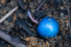 Elaeocarpus angustifolius