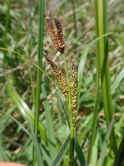 Carex pellita