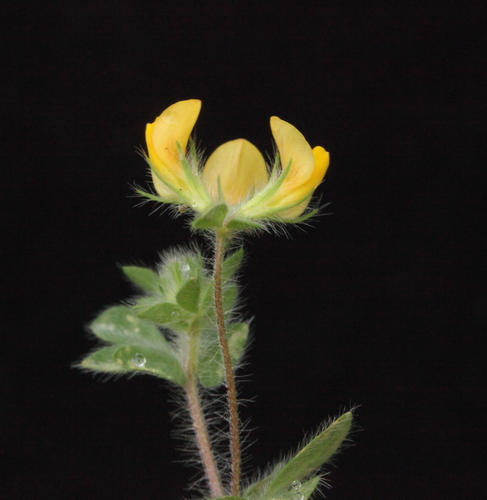 Lotus subbiflorus