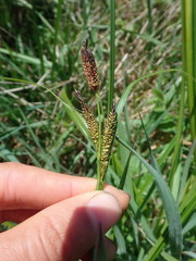 Carex pellita