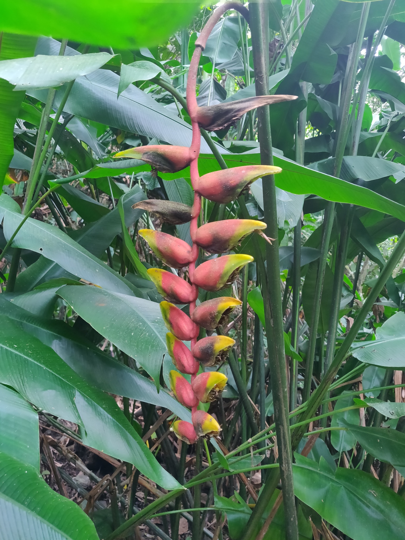 Imagem de Bananeira-de-jardim