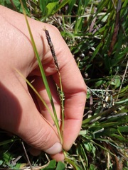 Carex saliniformis