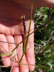 Carex saliniformis