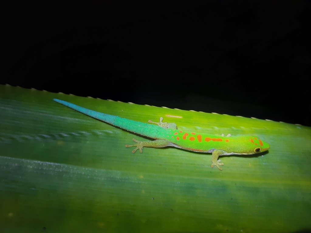 Lesser Madagascar Day Gecko