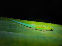 Lesser Madagascar Day Gecko photo 1