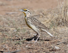 Sturnella magna lilianae