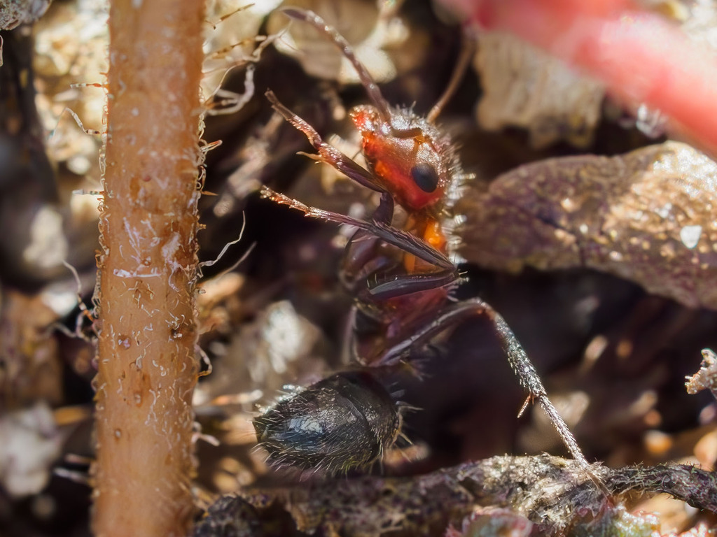 Compact Carpenter Ant from 20007 FL64, Bradenton, FL 34212 on January