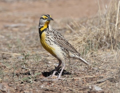 Sturnella magna lilianae