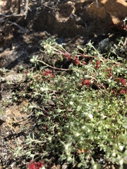 Stylocline gnaphaloides