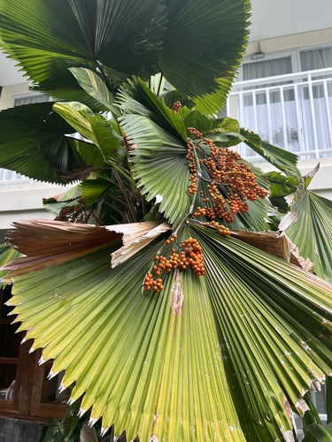 Foto de Palmeira-leque
