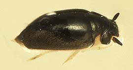 Spanglerogyrus