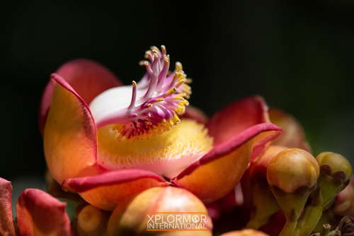 Cannonball Tree
