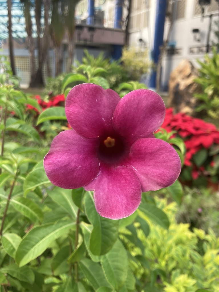Foto de Alamanda-roxa