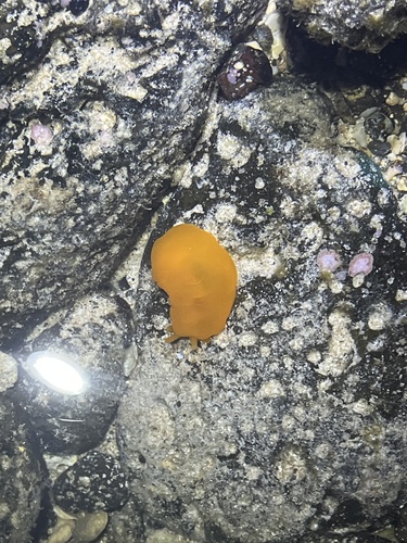 Photo of Yellow-citron berthellina (Berthellina citrina)