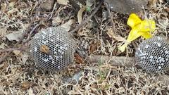 Polybia occidentalis bohemani