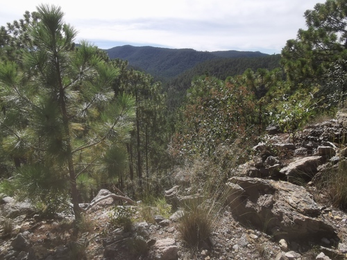 Pinus durangensis, photograph 4