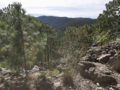 Pinus durangensis, photograph (c) M. Socorro González Elizondo, some rights reserved (CC BY-SA)
