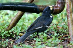 White-Billed Buffalo Weaver photo 3