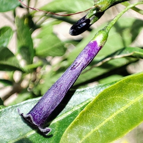 Foto de Pimenteira-de-jardim