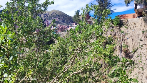 Foto de Pimenteira-de-jardim