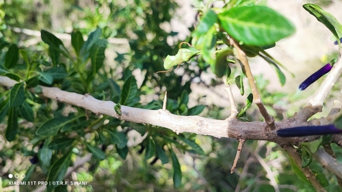 Foto de Pimenteira-de-jardim