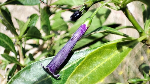 Foto de Pimenteira-de-jardim