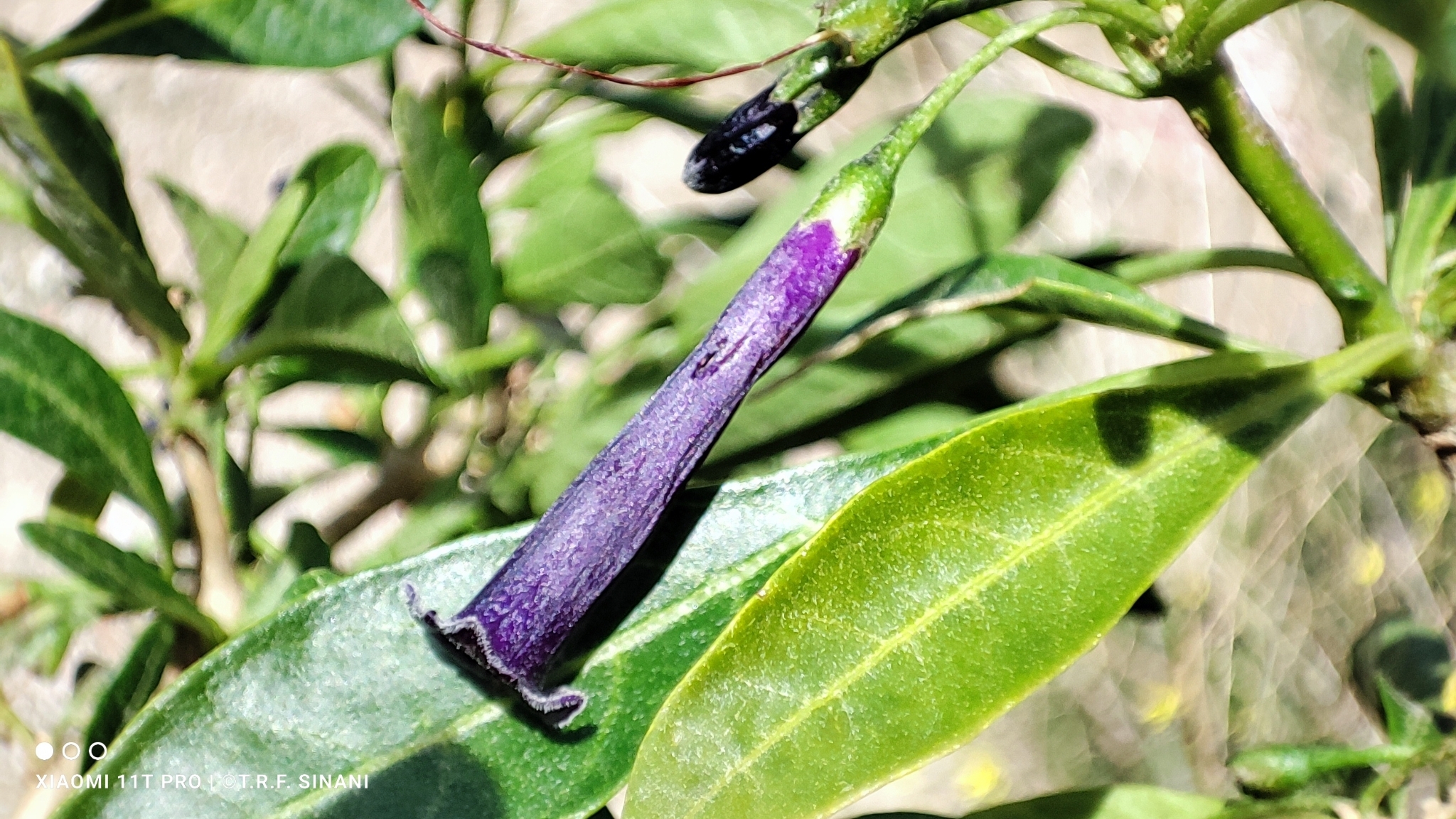 Imagem de Pimenteira-de-jardim
