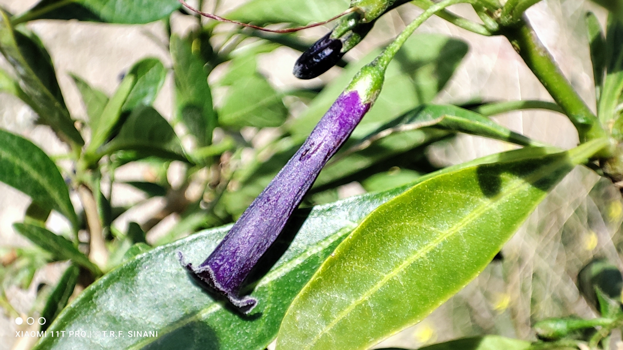 Imagem de Pimenteira-de-jardim