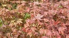 Acer palmatum