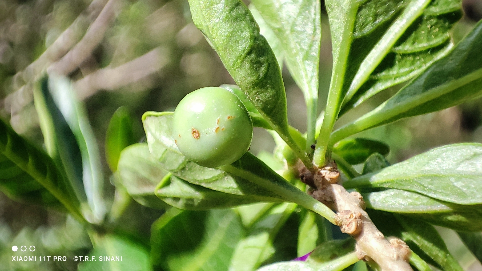 Imagem de Pimenteira-de-jardim