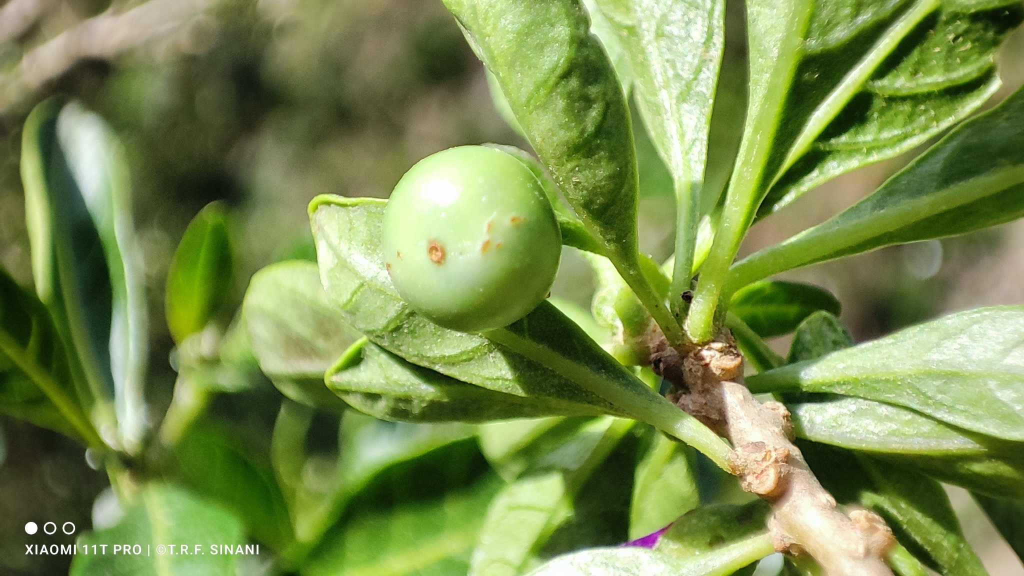 Imagem de Pimenteira-de-jardim