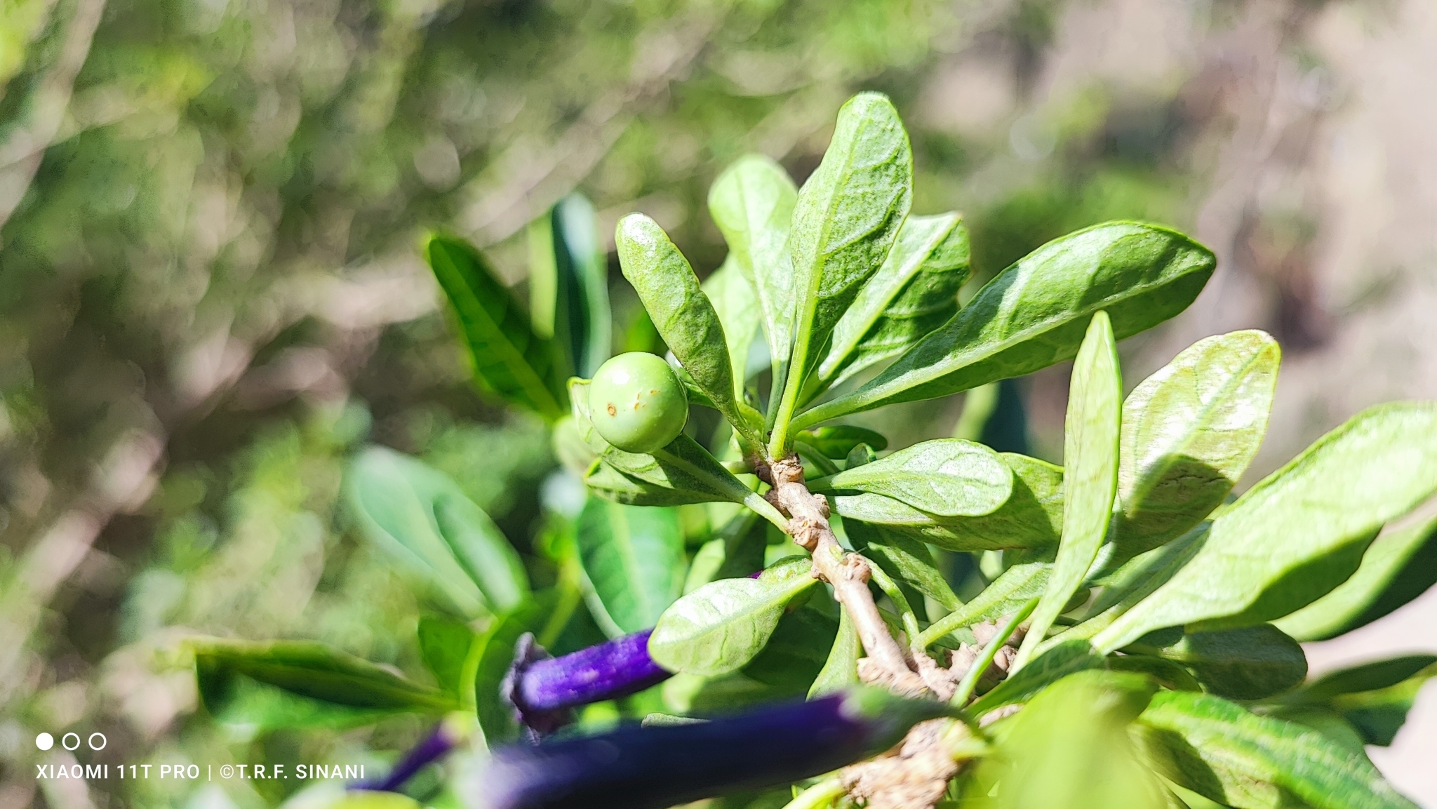 Imagem de Pimenteira-de-jardim