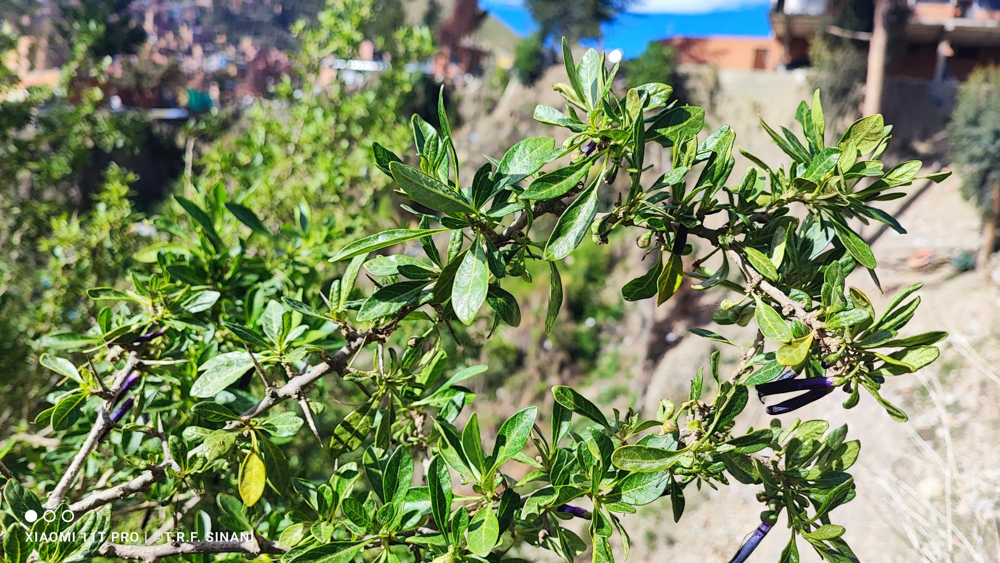 Imagem de Pimenteira-de-jardim