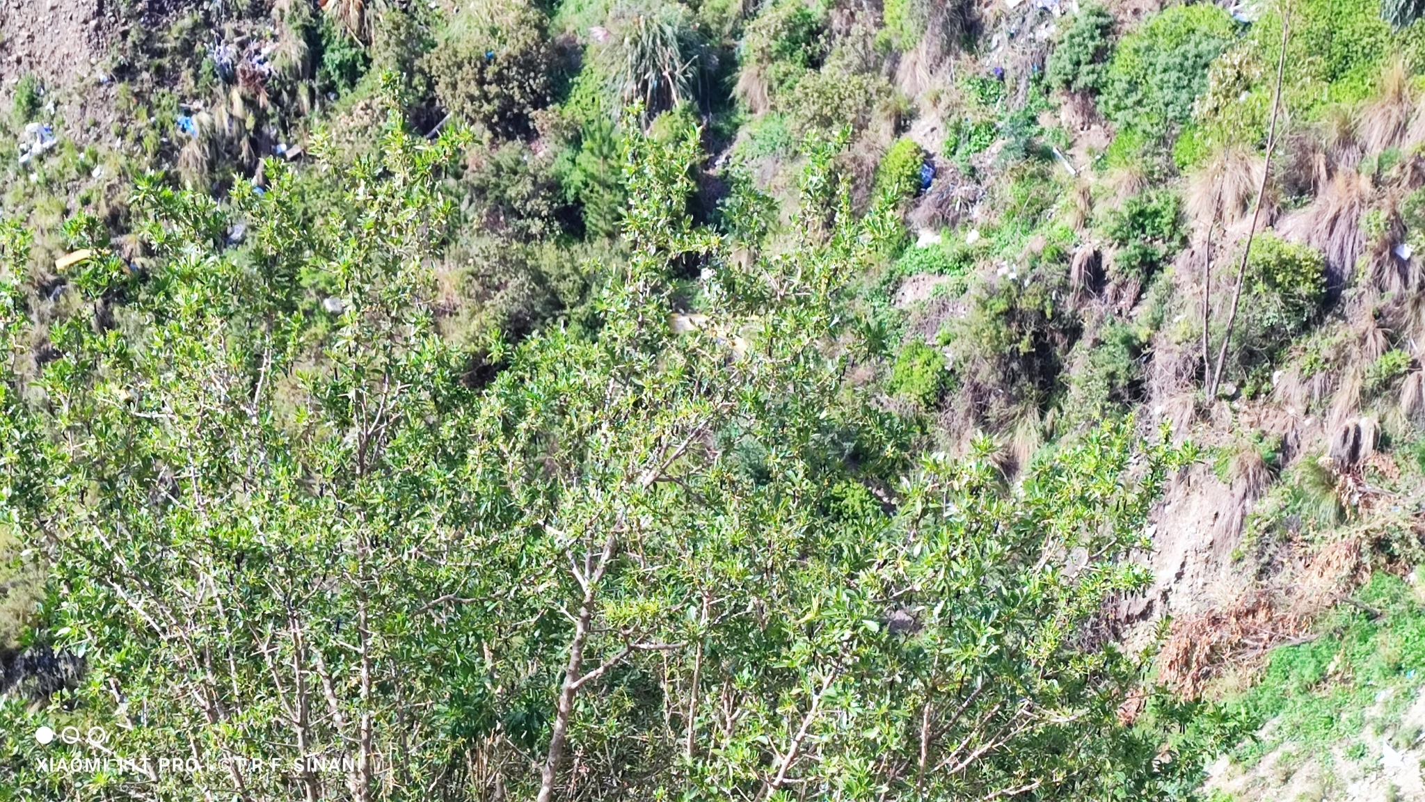 Imagem de Pimenteira-de-jardim