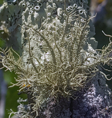 Usnea cirrosa