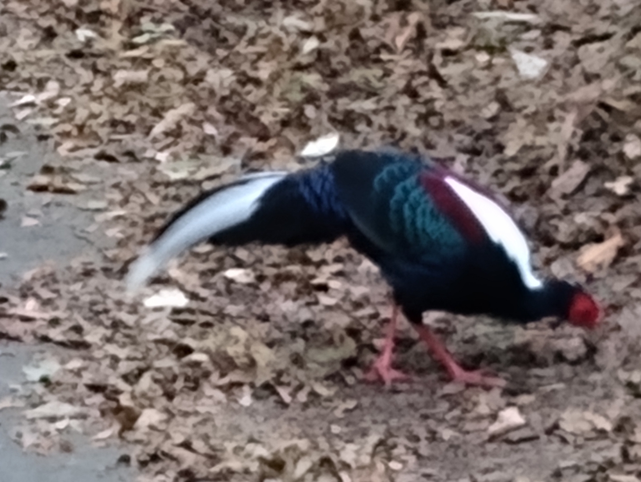 Swinhoe's Pheasant