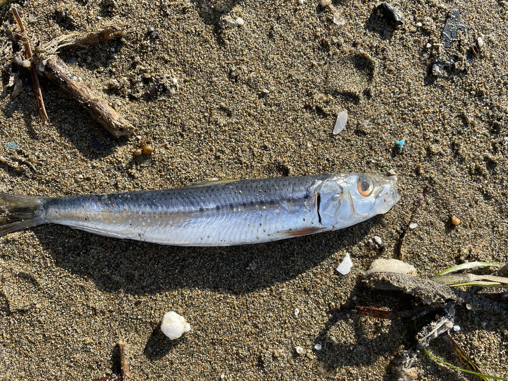 Pacific Sardine from Kuril'skiy rayon, Sakhalin, Russia on January 9