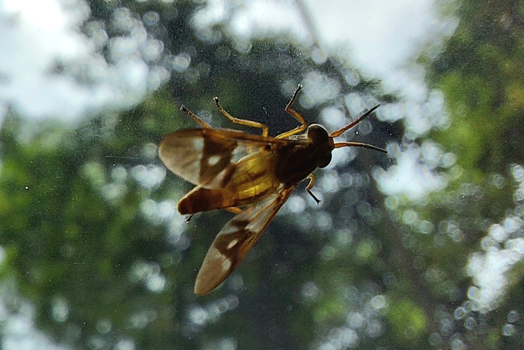 Variegated Deer Fly