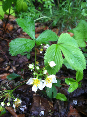 Fragaria vesca americana