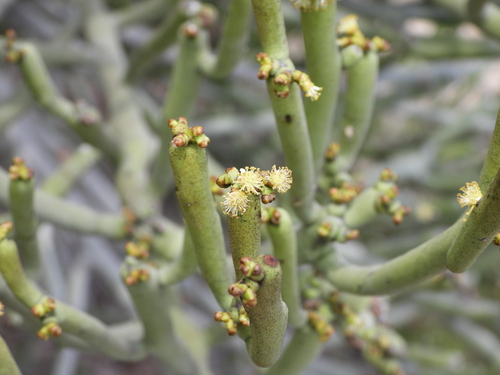 Image of Euphorbia alluaudii by (c) amantedarmanin, some rights reserved (CC BY)
