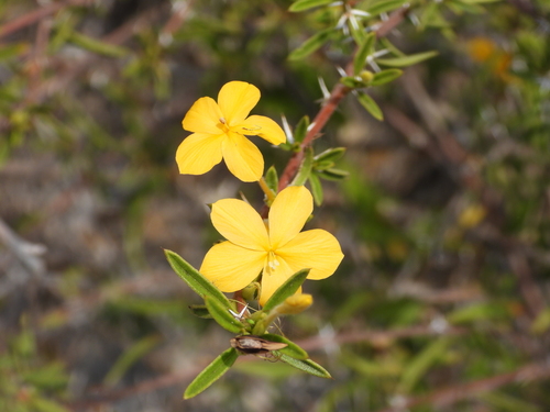 Barleria parvispina