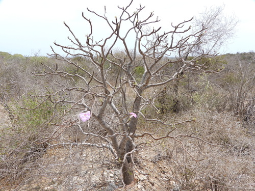 Uncarina stellulifera