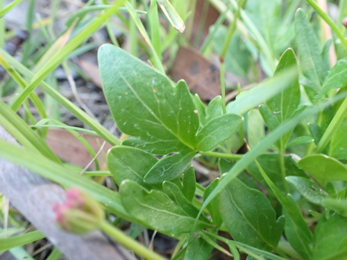 Image of Trachymene humilis by (c) Nina Kerr, some rights reserved (CC BY)