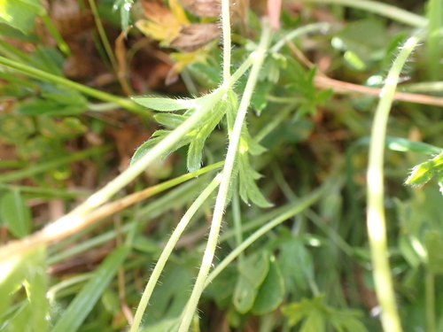 Image of Geranium antrorsum by (c) Nina Kerr, some rights reserved (CC BY)